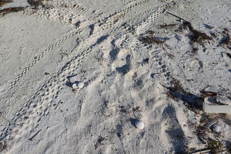 Macrolote de 437 Has con 1.6 km de Playa en Xcalak – Oportunidad de Inversión Su