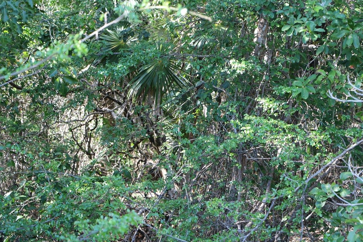 Lote em Xcalak, Othón P. Blanco, foto 7 de 7