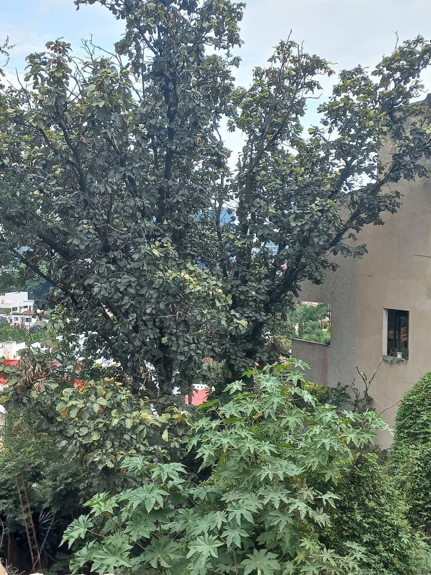 Lot in San Wenceslao, Zapopan, photo 5 of 6