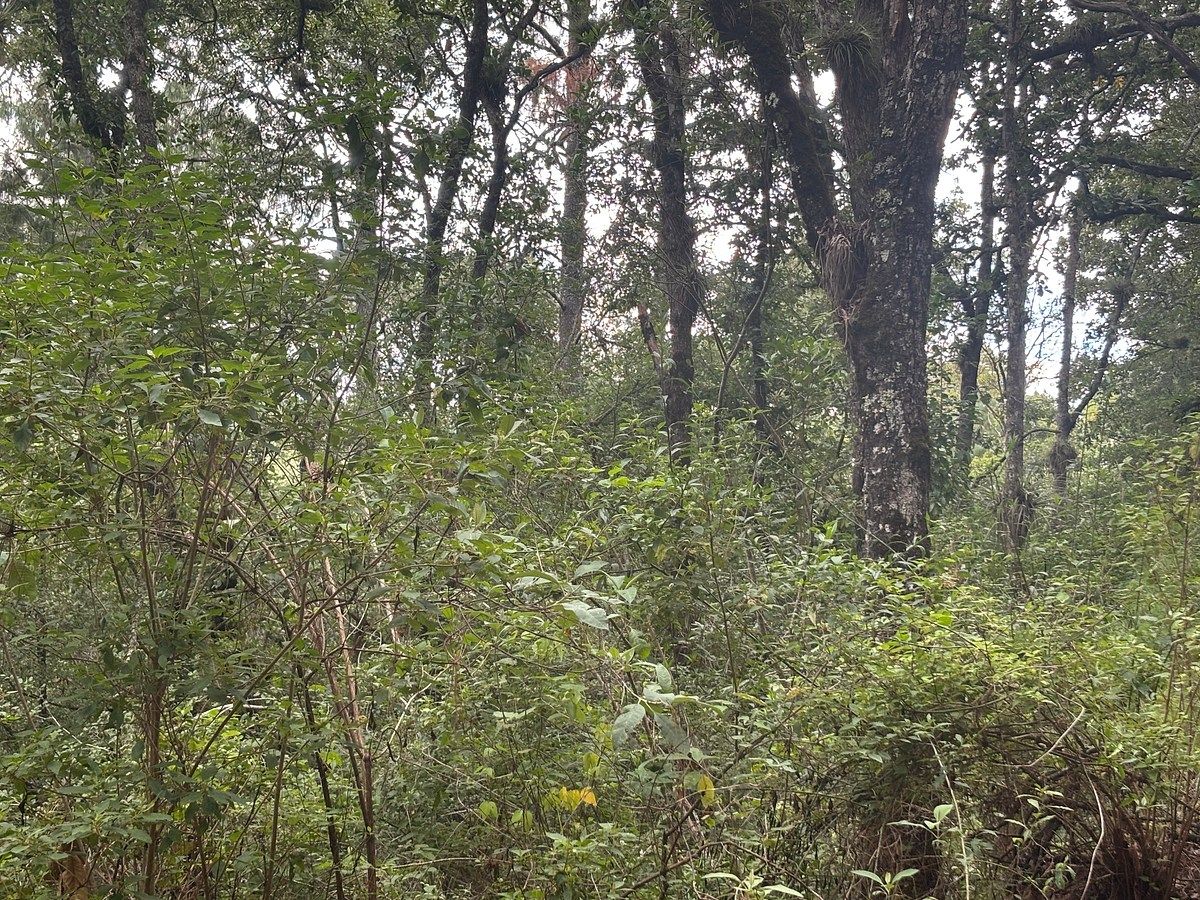 Terreno en Corral de Piedra, San Cristóbal de Las Casas, foto 2 de 8