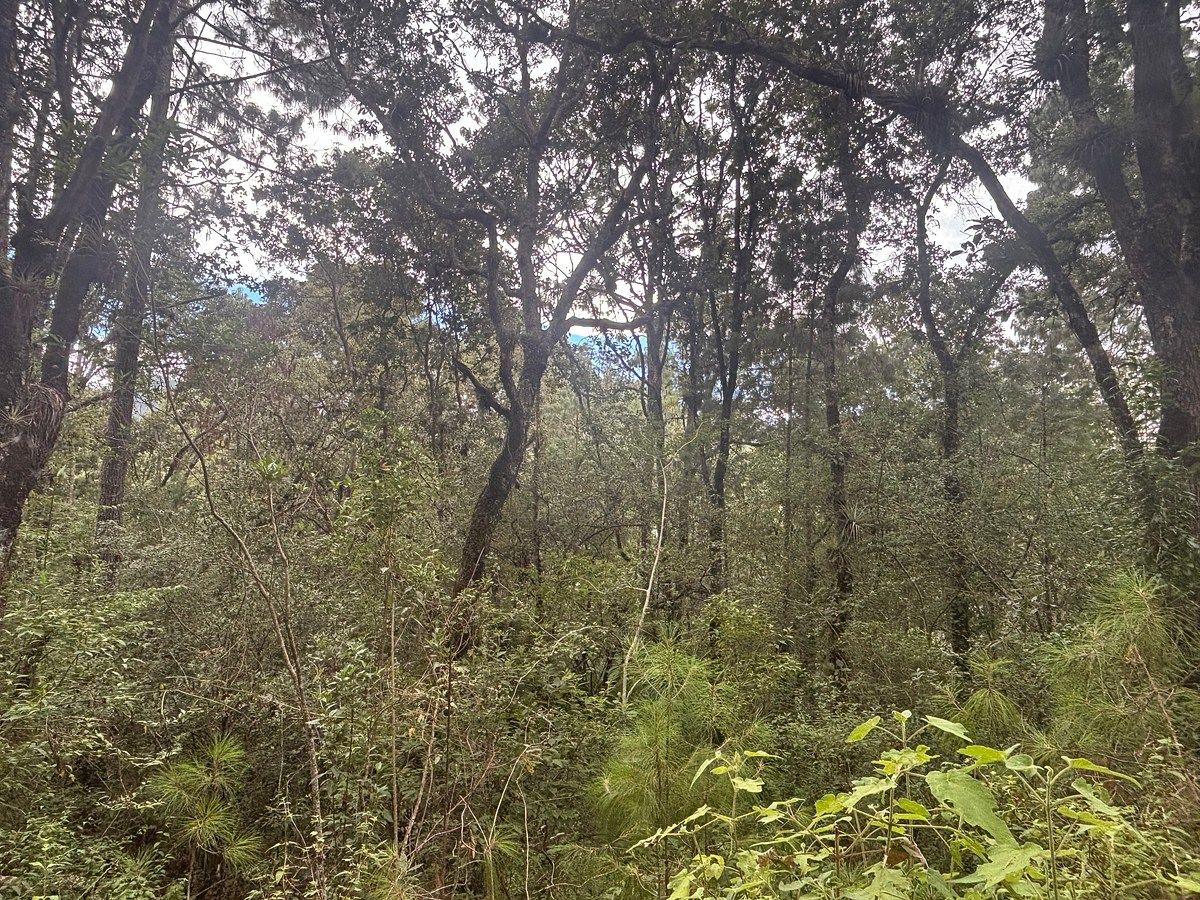 Terreno en Corral de Piedra, San Cristóbal de Las Casas, foto 7 de 8