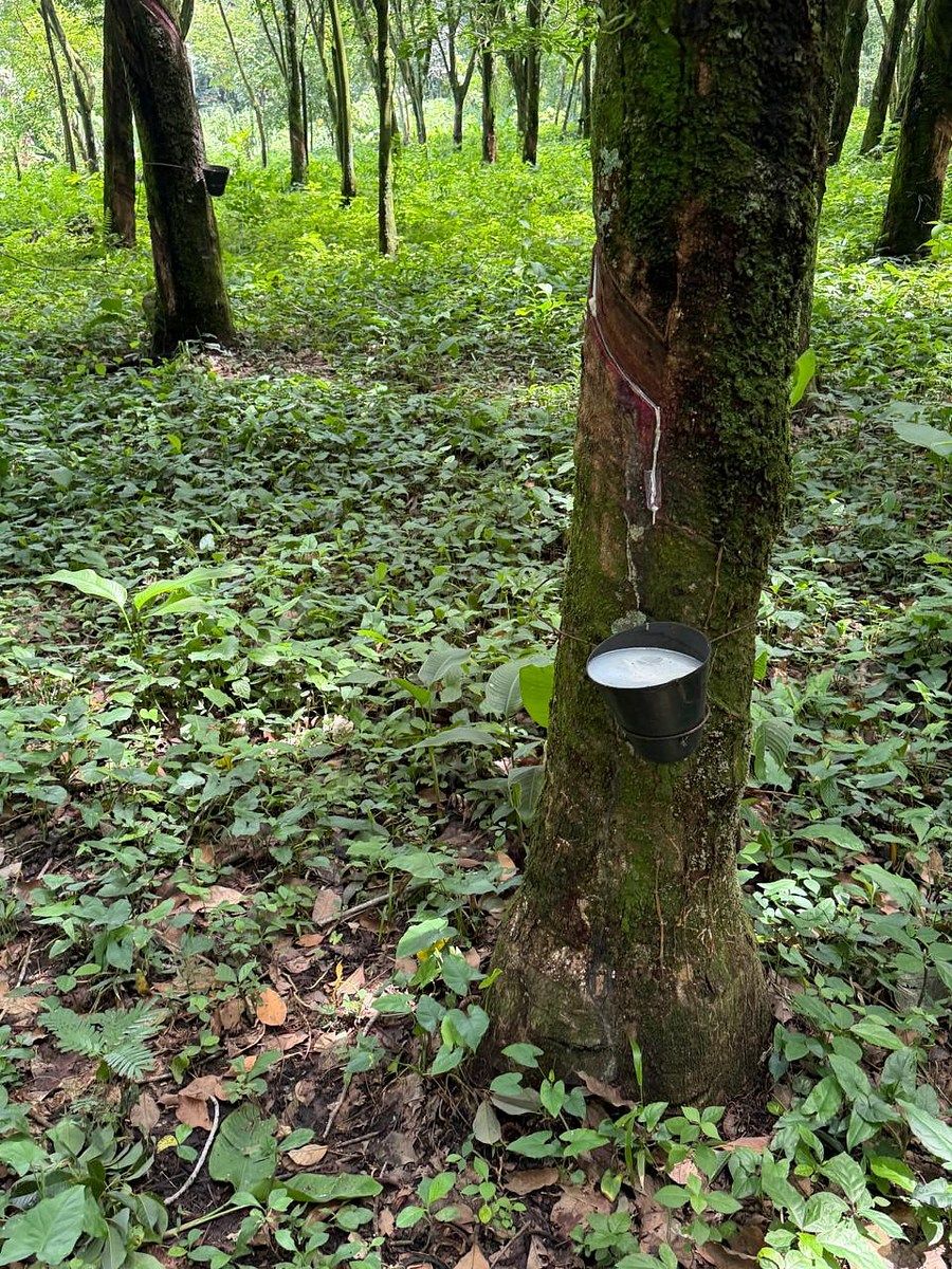 Finca en Santa Bárbara, foto 5 de 6