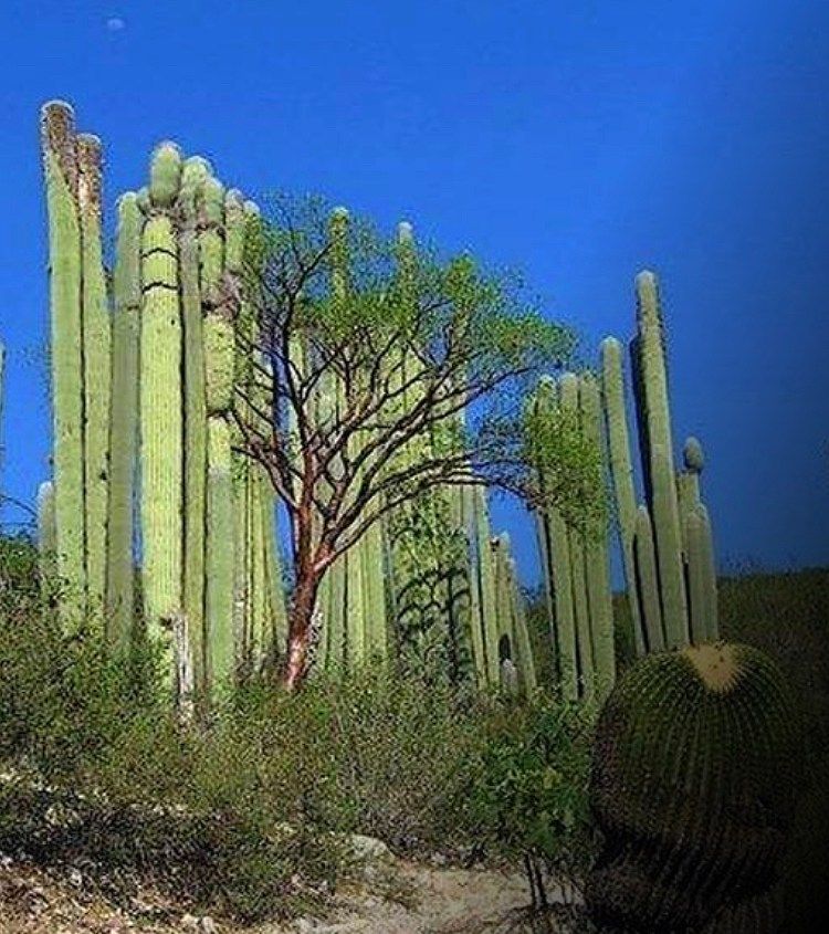 Casa en Cumbres del Cimatario, Huimilpan, foto 30 de 30