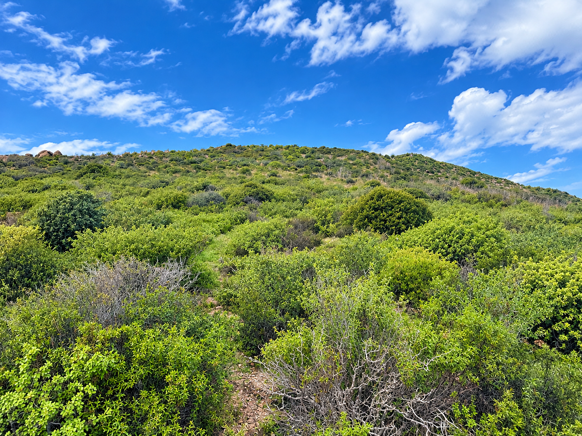 Commercial land for sale of 4.14 hectares in El Sauzal, Ensenada