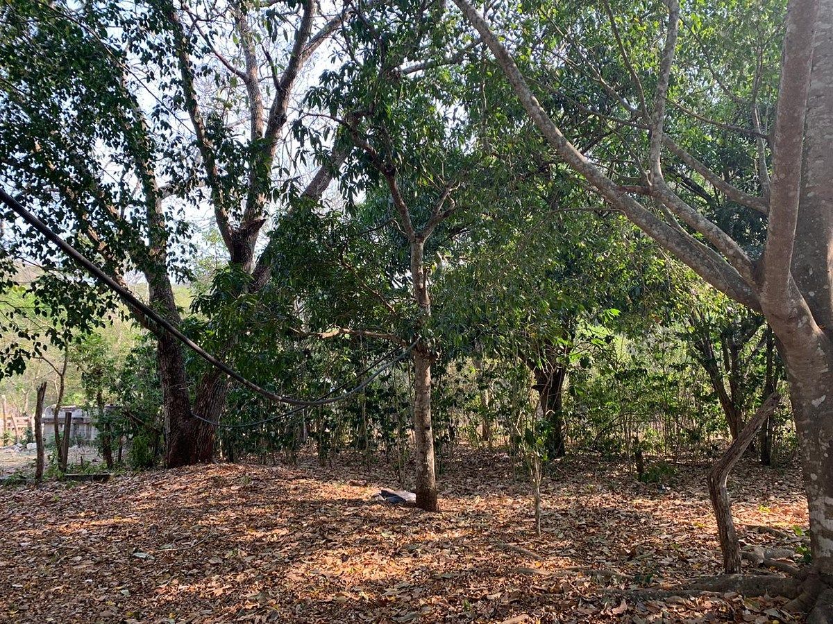 RANCHO DE 105 HAS, EN OCOZOCUAUTLA, CHIAPAS - foto 3