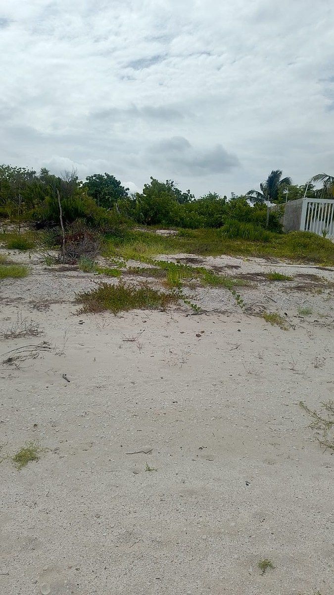 Terreno a orilla de Playa en Celestún, Yucatán - foto 2