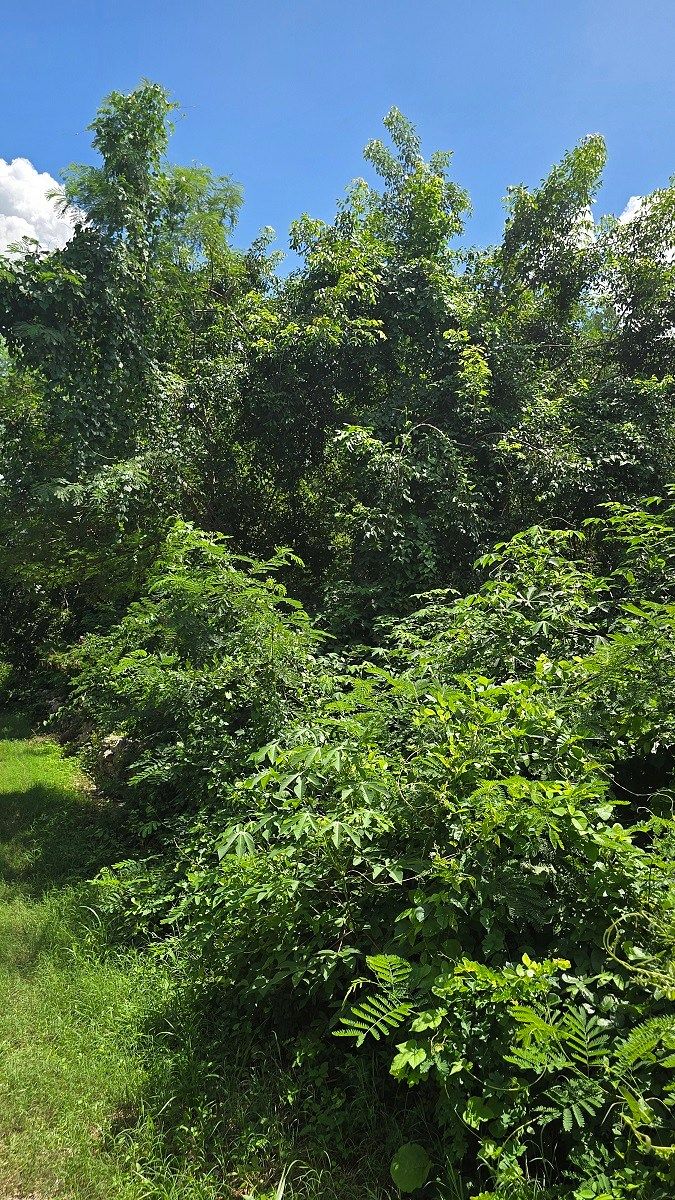 Large Plot of Land for Sale, Valladolid, "Magical Town" - foto 5