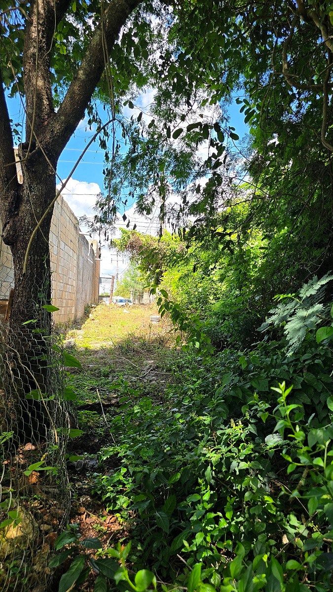 Large Plot of Land for Sale, Valladolid, "Magical Town" - foto 1