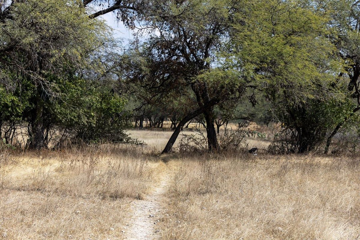 One hectare land in Banda de Arriba, San Miguel de Allende - foto 3