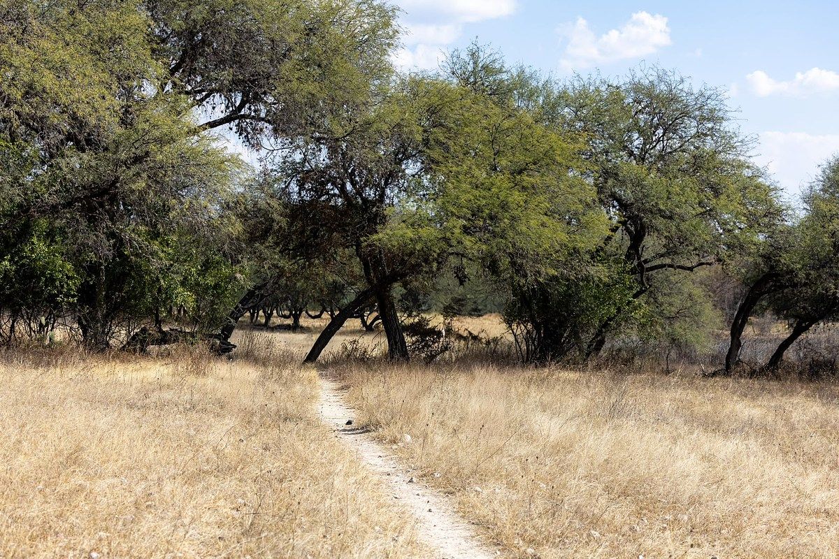 One hectare land in Banda de Arriba, San Miguel de Allende - foto 5