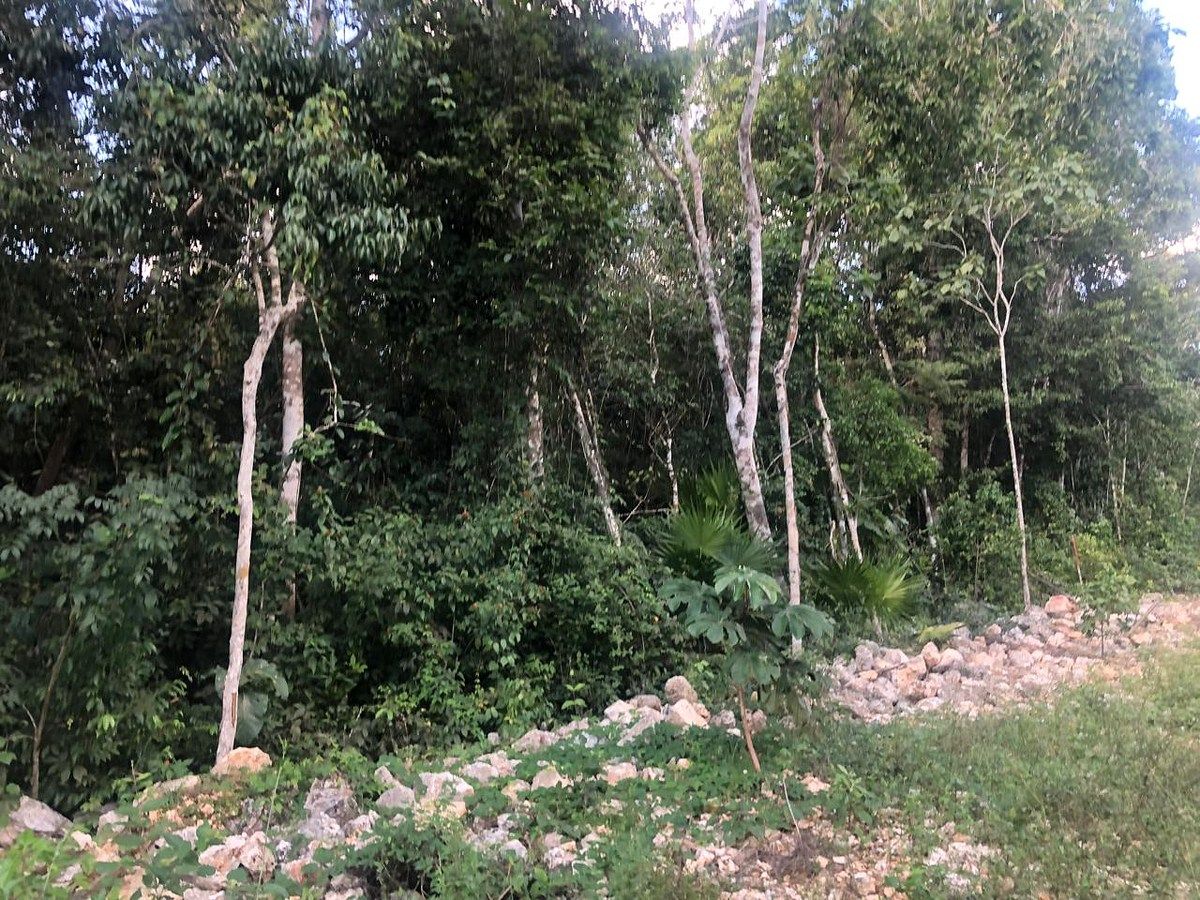 TERRENO EN VENTA LAZARO CARDENAS QROO - foto 3
