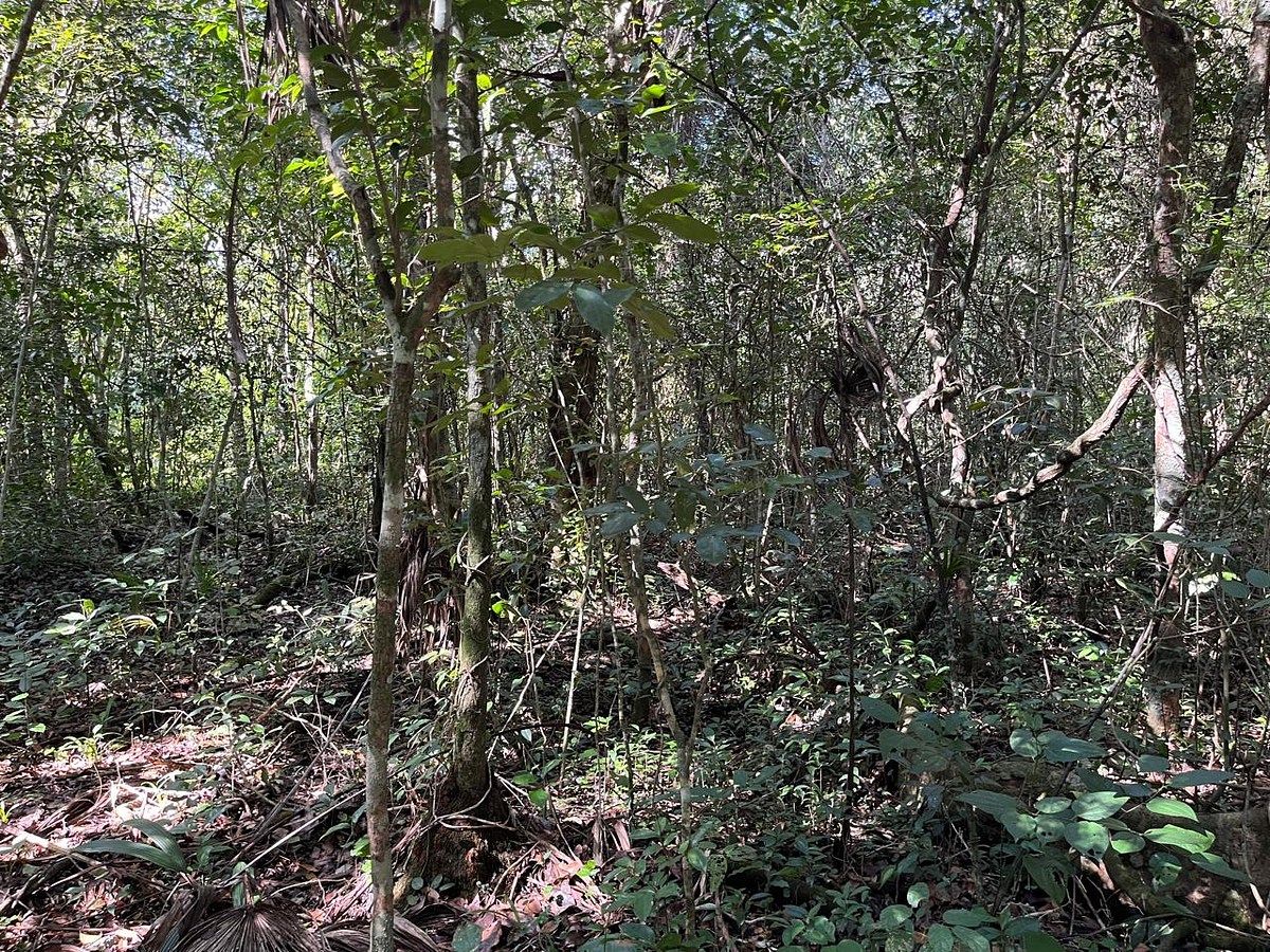 TERRENO EN VENTA LAZARO CARDENAS QROO - foto 4