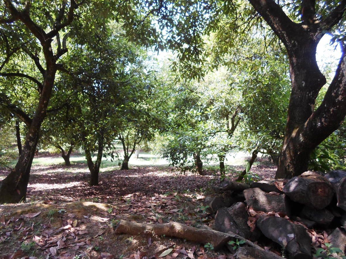 24 of 42: Huerta de Aguacates