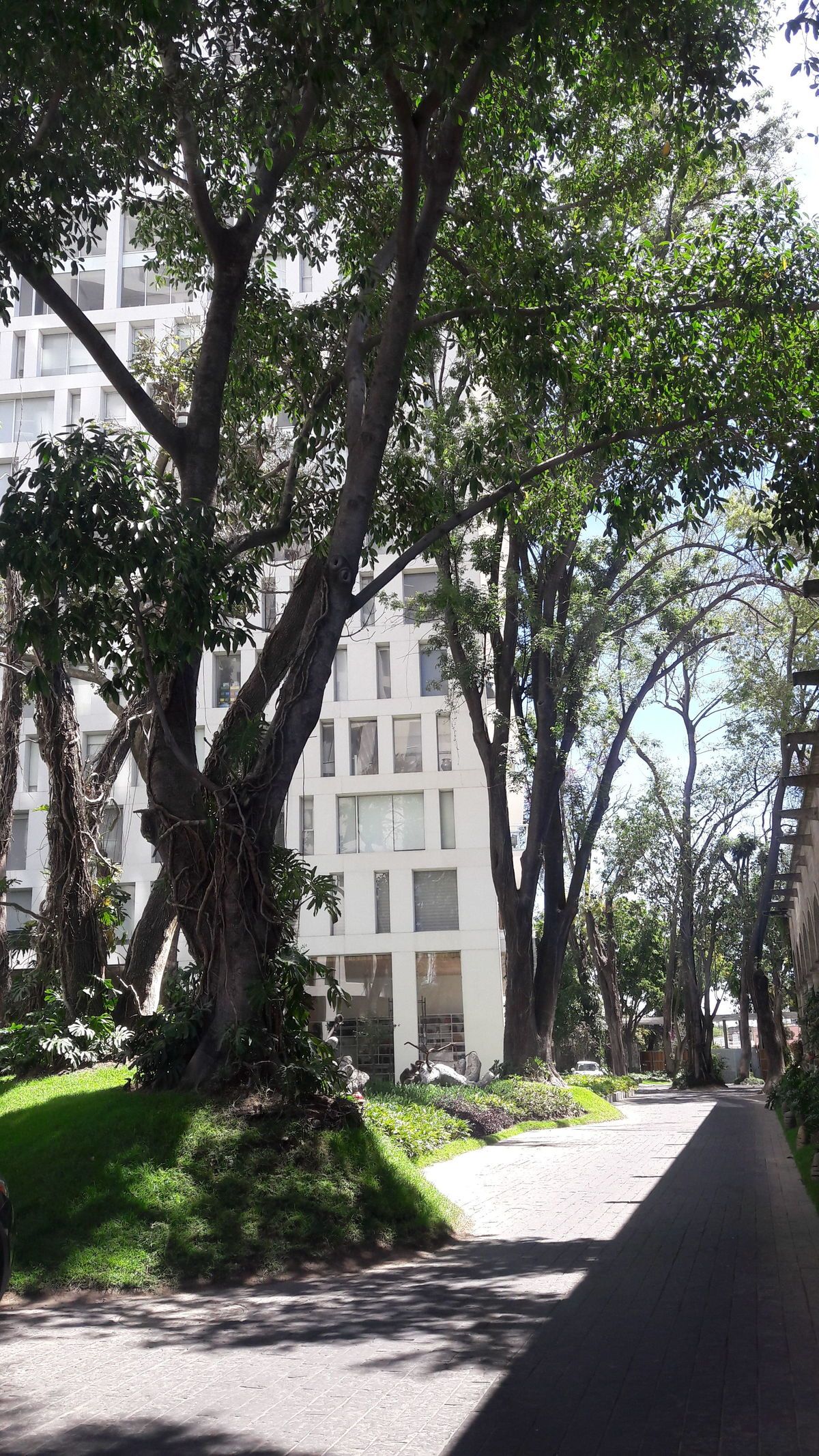 37 of 48: arbolados jardines