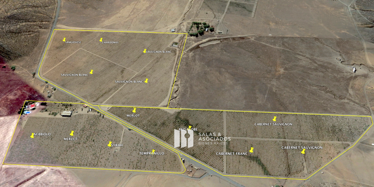 Venta de Viñedo Productivo en Valle de Guadalupe | De 13 a 30 Hectáreas - foto 2