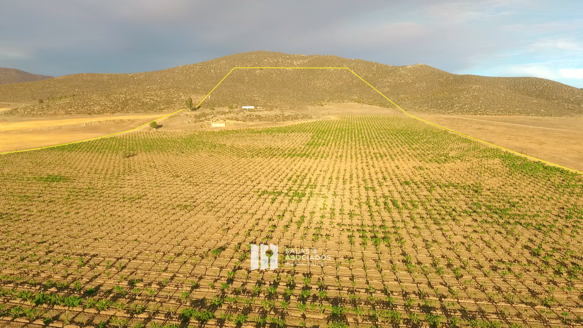 Se Venden de 17 a 30 Hectáreas con Viñedo | Valle de Guadalupe - foto 2