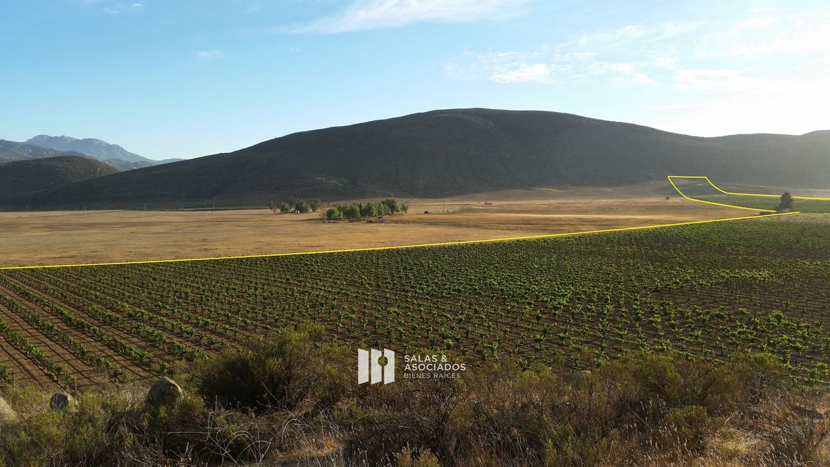 Se Venden de 17 a 30 Hectáreas con Viñedo | Valle de Guadalupe - foto 5