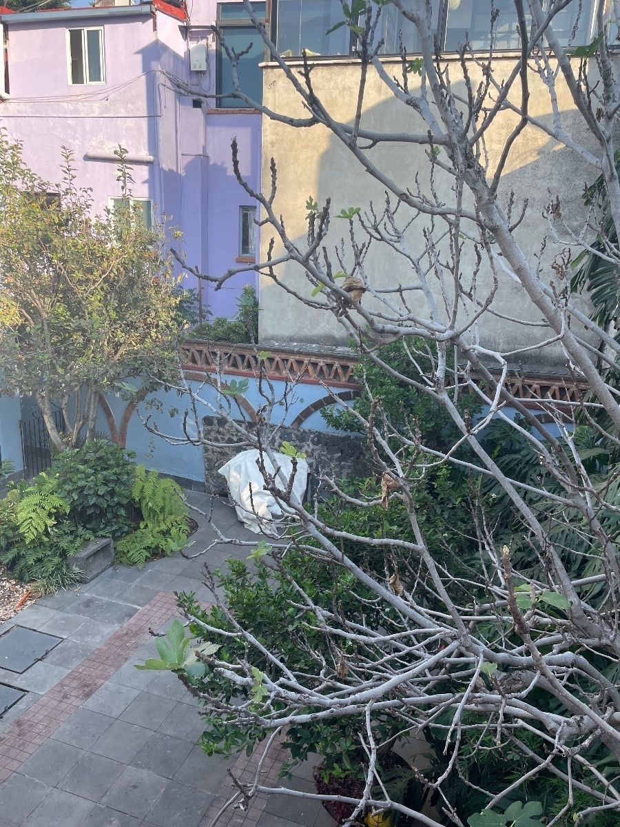 Casa en Barrio del Niño Jesús, Coyoacán, foto 25 de 41