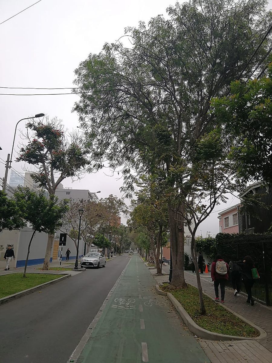 5 de 15: Hermosa cuadra de Libertadores con muchos árboles