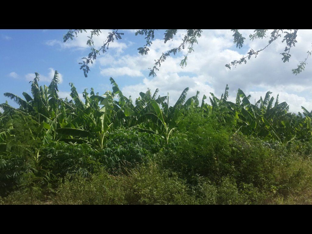 2 de 4