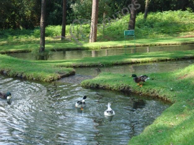 5 of 42: Lagos y cascadas en áreas comunes