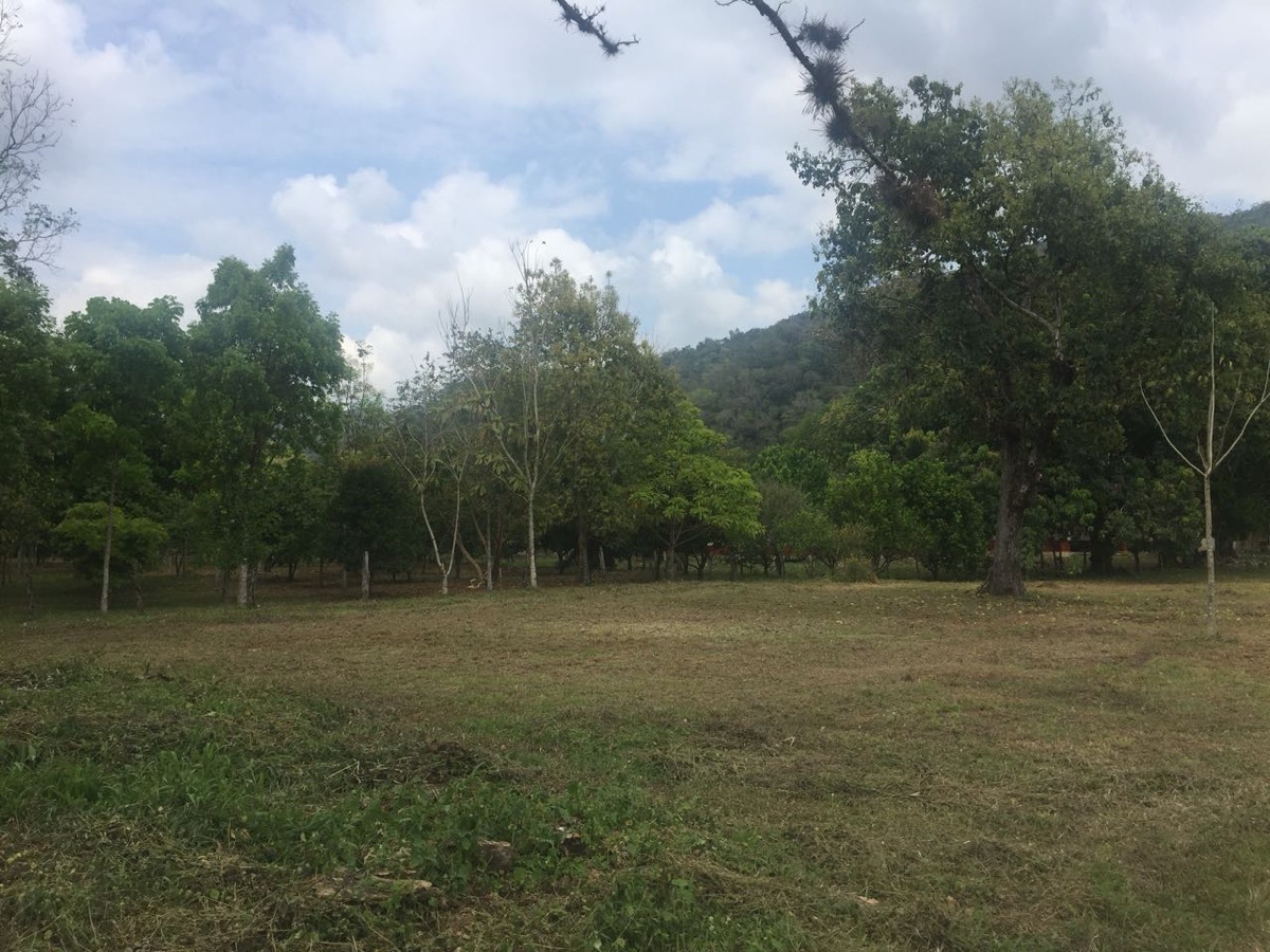 10 de 19: Árboles Maderables de Cedro y Caoba
