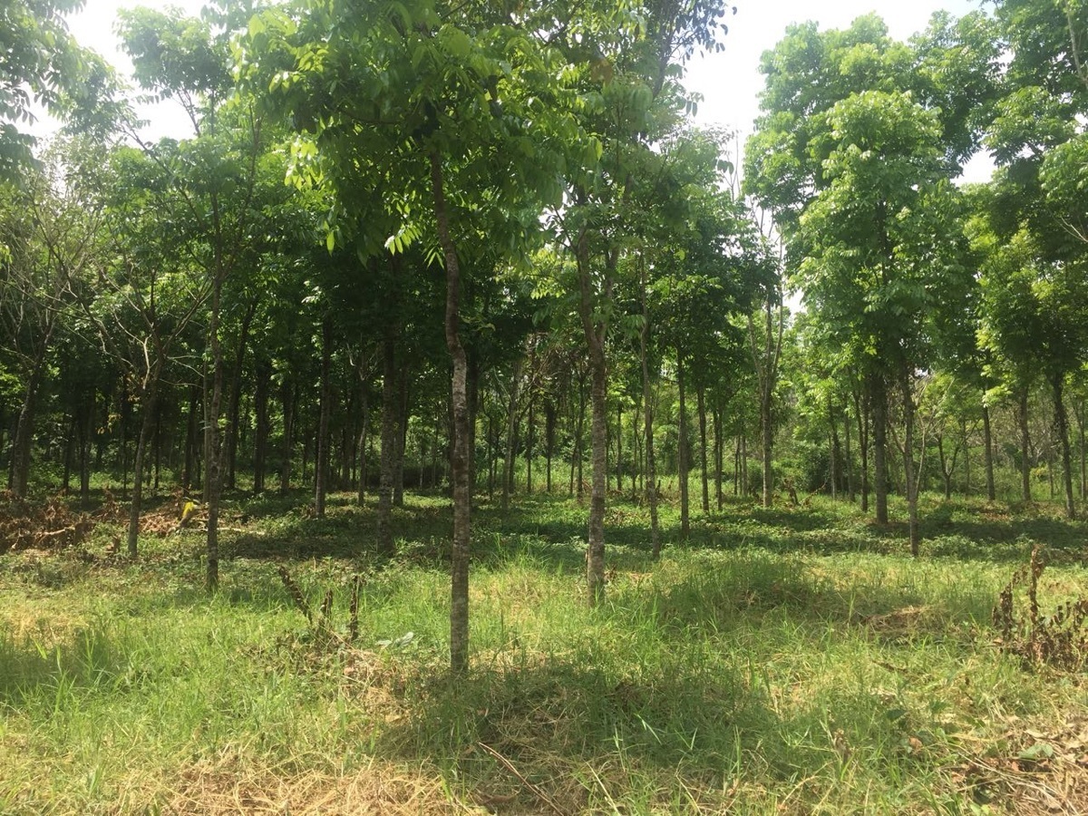 12 de 19: Árboles Maderables de Cedro y Caoba